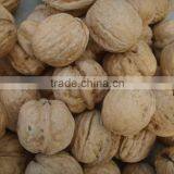 We Are Supply Walnut in Shell With Best Price for Sale thumbnail-6
