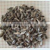 China Roasted Salted Sunflower seeds with best price