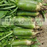 Green Radish thumbnail-2