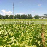 Zhangbei Lettuce thumbnail-4