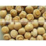 Salted White Button Mushroom in Brine thumbnail-1