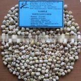 VIETNAM WHITE LOTUS SEEDS (+841657106604 - WHATSAPP)