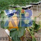 Agricultural Hydroponic Grow Tent Plastic Greenhouse thumbnail-1