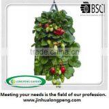 2 x Hanging Strawberry Planters,PE Strawberry Planter