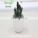 SJLJ013384 Artificial Plant / Fake Plastic Succulent Plant for Office / Restaurant Decoration thumbnail-2