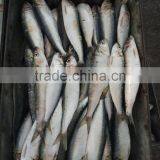 Low Price Canned Fish Sardine Frozen Sardine for Canning thumbnail-4