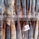 Frozen Illex Argentinus Squid thumbnail-2
