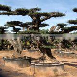 Centenary Olive Tree thumbnail-6