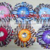 Zebra Daisy Flower Two Toned Zebra Daisies thumbnail-1