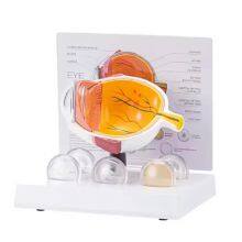 High Quality Human Eye Model Human Eye Demonstration Teaching Prop Cataract Anatomy Medical Teaching Model