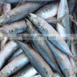 Sea Frozen Quality Products WR Mackerel 200-300g