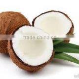 Fresh Coconuts for Cheap Rate thumbnail-5