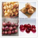 Chinese Red Onion/yellow Onion thumbnail-1
