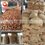Big Size 2016 New Crop Fresh Dandong Chestnut for Advance Sale thumbnail-6