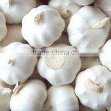 Hot Sale Fresh Chinese Normal White Garlic thumbnail-4