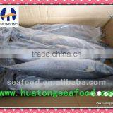 Frozen Spanish Mackerel 400-500g thumbnail-1