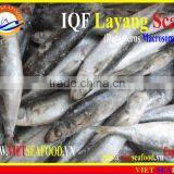 IQF LAYANG SCAD WHOLE ROUND thumbnail-2