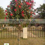 Camellia Japonica Tree Plant thumbnail-2