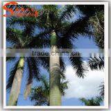 Led Palm Tree Light Led Outdoor Solar Tree Lights Coconut Palm Tree thumbnail-1