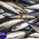 IQF/BQF Frozen Pacific Mackerel thumbnail-1