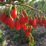 Wolfberry thumbnail-3