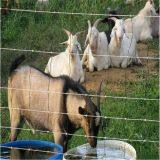 Hot dipped galvanized hinge joint knot field fence for cattle fence