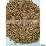 Coriander Seeds thumbnail-3
