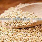 QUINUA, QUINOA CLEAN GRAIN