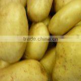 POTATO thumbnail-1