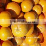 2016 Special Offer - Mandarin Orange, Citrus Fruit from Pakistan