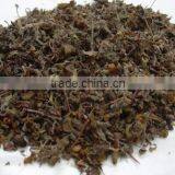 Herb - Ocimum Sanctum / Basil / Tulsi thumbnail-1