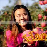 China Supplier of Fresh Hanfu Apple Fresh Apple Fruit From Liaoning Province thumbnail-4