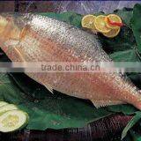 Hilsa (Hilsa Ilisha)