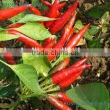 Chinese Pungency Dry Red Chili Threaded thumbnail-2