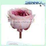 Wholesale Fresh Preserved Big Austin Rose Head Big Preserved Flower thumbnail-5