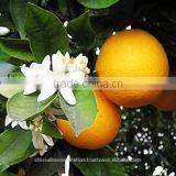 Sweet Basil Oil thumbnail-1