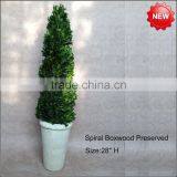 Boxwood Spiral Boxwood Sphere Preserved Topiary thumbnail-1