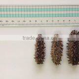 Dried Sea Cucumber Supplier , Chinese Foods , Paid Sample Also Available thumbnail-1