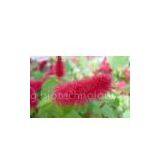 Rhodiola Rosea P.E. thumbnail-1