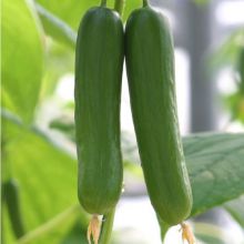 Early maturity hybrid cucumber seeds for sale