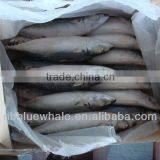 Frozen Pacific Mackerel Comber Fish Whole Round