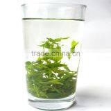 Hot Selling New Harvest Xiao ye ku Ding Cha China Slimming Herb Small Leaf Kuding Green Tea thumbnail-4