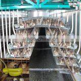 Automatic Quail Layer Cage Systems With Auto Drinker and Feeder thumbnail-3