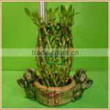 Pineapple Shape Cage Shape Lucky Bamboo Air Bonsai Tree Dracaena Sanderiana Indoor Aquatic Plants Nursery Garden Decoration thumbnail-3