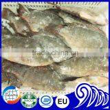 Seafood Manufacture Sell Live Tilapia thumbnail-2