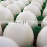 Healthy White Shell Eggs supply to Afghanistan