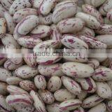 Light Speckled Kidney Beans (Heilongjiang)