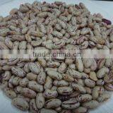 FULL OF SPECKLED KIDNEY BEANS FROM CHINA thumbnail-2