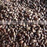 Sterculia Lychnophora, Crop 2016 thumbnail-2