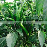 Upright Cluster Hot Pepper/Chilli Seed Uranus No.3 thumbnail-4